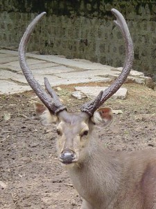 sambar_deer
